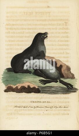 Otarie à fourrure du nord, Callorhinus ursinus. Vulnérables. (Ursine, Phoca ursina) coloriée à la gravure sur cuivre à partir de 'Le Naturalist's Pocket Magazine," Harrison, Londres, 1800. Banque D'Images
