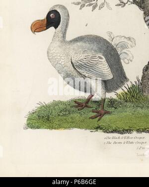 Raphus cucullatus, Dodo, oiseau disparu (anciennement Didus ineptus). Coloriée à la gravure sur cuivre par un artiste inconnu de William Smellie's Natural History, Thomas Kelly, Londres, 1828. Banque D'Images