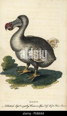 Raphus cucullatus dronte, ou Didus ineptus. Oiseau disparu. Illustration copiée de George Edwards. Coloriée à la gravure sur cuivre à partir de 'Le Naturalist's Pocket Magazine," Harrison, Londres, 1798. Banque D'Images