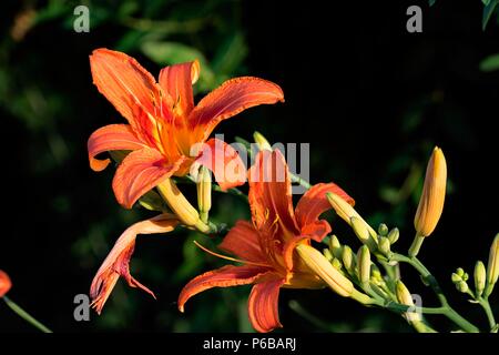 Fleurs et fleurs de lys orange (lilium bulbiferum) Banque D'Images