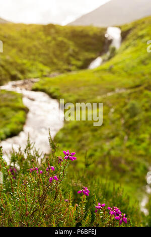 Cascade et Heather rose, ou ling fleurs sur le Île de Skye, en Ecosse. Cette fleur est un symbole de l'Écosse et est considéré comme de la chance. Banque D'Images
