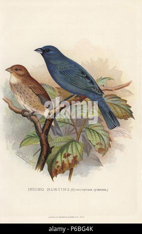 Passerin indigo, Passerina cyanea (Cyanospiza cyanea) Chromolithographie par Brumby et Clarke d'après une peinture de Frederick William Frohawk de Arthur Gardiner Butler's 'Les pinsons en captivité à l'étranger, Londres, 1899. Banque D'Images