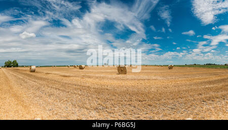 Champs de blé récoltés dans le temps de l'été italien Banque D'Images