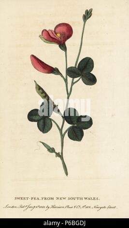 Sweetpea de la Nouvelle-Galles du Sud. Lathyrus odoratus. Coloriée à la gravure sur cuivre à partir de 'Le Naturalist's Pocket Magazine," Harrison, Londres, 1799. Banque D'Images