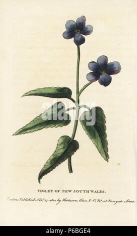 Violet de Nouvelle Galles du Sud, Alto espèces. Coloriée à la gravure sur cuivre à partir de 'Le Naturalist's Pocket Magazine," Harrison, Londres, 1800. Banque D'Images