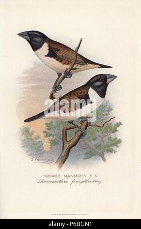 Ou mannikin Magpie magpie munia, Lonchura fringilloides. (Amauresthes fringilloides) Chromolithographie par Brumby et Clarke d'après une peinture de Frederick William Frohawk de Arthur Gardiner Butler's 'Les pinsons en captivité à l'étranger, Londres, 1899. Banque D'Images