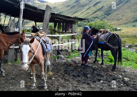 Cheval à vendre - Laguna Shimbe - Chamanisme dans Las Huaringas SALALA ' ' - HUANCABAMBA.. .Département de Piura au Pérou Banque D'Images