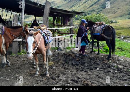 Cheval à vendre - Laguna Shimbe - Chamanisme dans Las Huaringas SALALA ' ' - HUANCABAMBA.. .Département de Piura au Pérou Banque D'Images