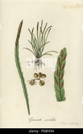 Snailfern crantée, Cochlidium (serrulatum grammitis dentelée, Grammitis serrulata). Coloriée à la gravure sur cuivre par J. Swan après une illustration botanique par William Jackson Hooker à partir de son propre 'exotiques' Flore, Blackwood, Édimbourg, 1823. Hooker (1785-1865) était un botaniste anglais spécialisé dans les orchidées et les fougères, et a été directeur des Jardins botaniques royaux de Kew à partir de 1841. Banque D'Images