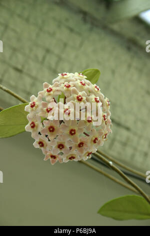 Hoya carnosa grappe de fleurs Banque D'Images