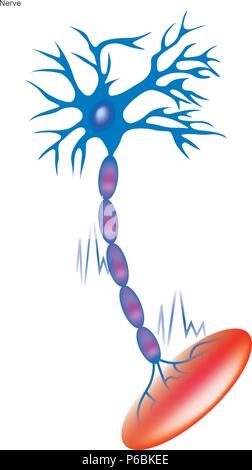 Les cellules nerveuses. Illustration infographie. Illustration de Vecteur