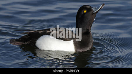 Canard touffeté mâle, eau potable Banque D'Images