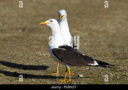 Paire de petits mouettes à dos noir (Larus fuscus) debout sur le sol Banque D'Images