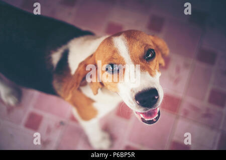 Beagle puppy dog Banque D'Images