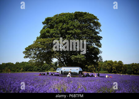 Les gens aiment le soleil à Mayfield Lavender Farm à Sutton, au sud de Londres, comme la météo caniculaire est configuré pour continuer avec les températures devraient rester élevés dans la semaine. Banque D'Images