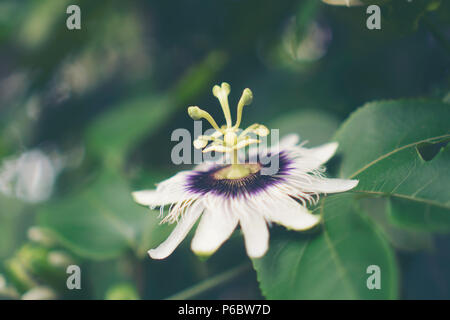 Fleur en forêt tropicale, Thaïlande Banque D'Images