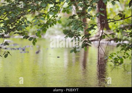 Les arbres et le feuillage de printemps reflète dans une rivière lente, Pays de Galles, Royaume-Uni. Banque D'Images