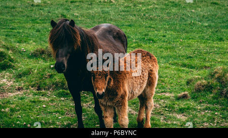 Ilittle avec sa maman l'Islande en Islande à cheval sur l'herbe mignon Banque D'Images