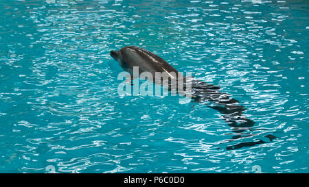 Un dauphin scène eaux swiming Banque D'Images