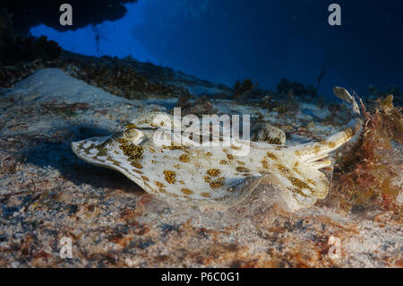 Reef scène, jaune stingray Banque D'Images