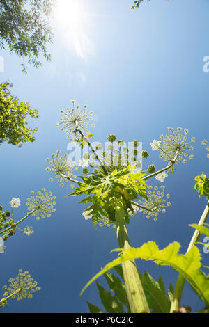 La berce du Caucase à Sunshine, Heracleum mantegazzianum, poussant sur les rives de la rivière Stour Dorset près de Sturminster Newton. La berce du Caucase est une intro Banque D'Images