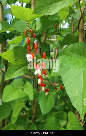 Dame peinte fleurs haricots Banque D'Images