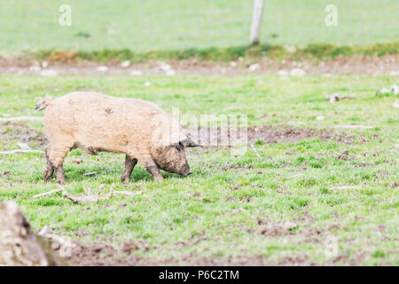 Les porcs de la race mangalica dans le domaine Banque D'Images