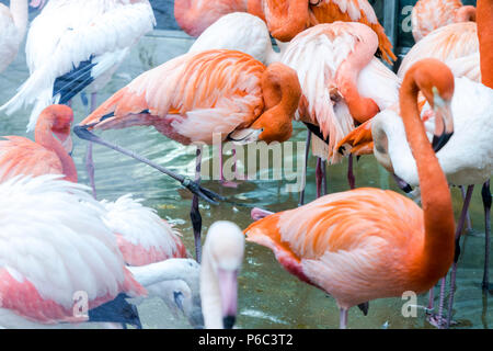 Volée de flamants roses dans un étang. Banque D'Images