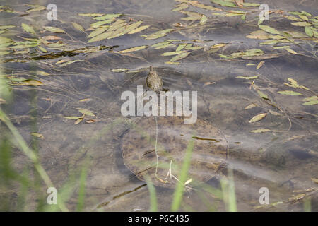 Femme Tortue-molle dans l'eau Banque D'Images