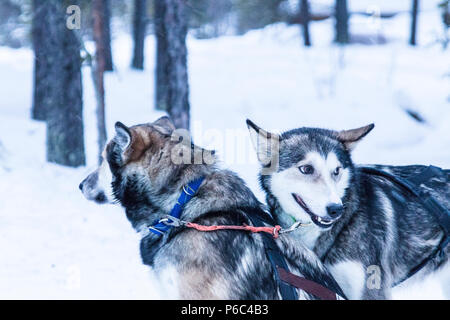 Traîneau à chiens huskies lors d'une pause d'une expédition Banque D'Images