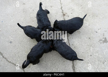 Berlin, Allemagne - chien chiots mangent ensemble à partir d'un bol Banque D'Images