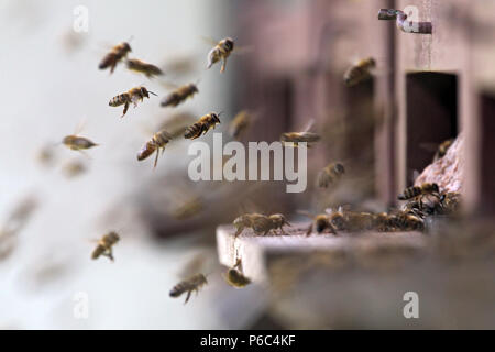 Graditz, Allemagne - les abeilles du miel qui approchent de leur ruche Banque D'Images