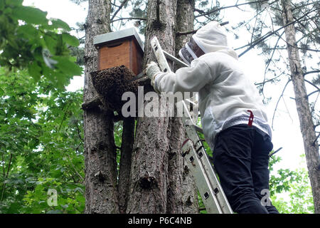 Berlin, Allemagne - apiculteur inspecte un essaim d'abeilles fixé en dessous d'un essaimage fort Banque D'Images