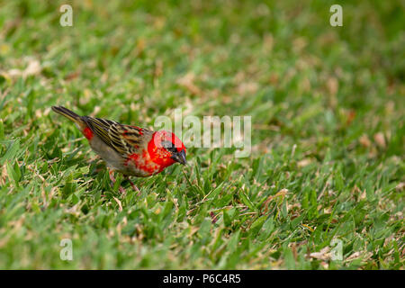 (Foudia madagascariensis Red Fody) assis dans l'herbe sur Praslin, Seychelles dans l'Océan Indien. Banque D'Images