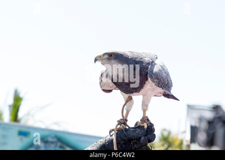 Hawk perché sur le gant d'une personne pratiquant la fauconnerie Banque D'Images