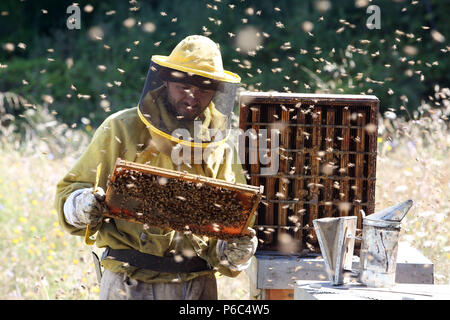 Castel Girogio, Italie, apiculteur professionnel contrôlé par les abeilles vibre autour d'un nid d'abeilles-remplie Banque D'Images