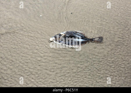 Wustrow, Allemagne - Dead jaune sur la plage Banque D'Images