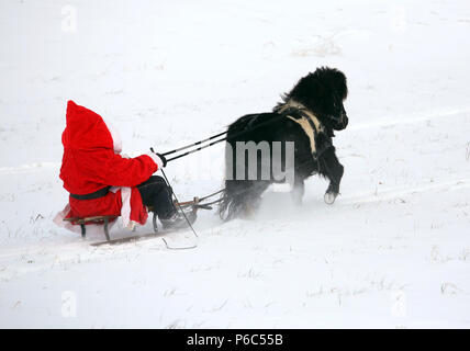 Oberoderwitz, le père Noël fait une promenade en traîneau avec son poney Shetland Banque D'Images