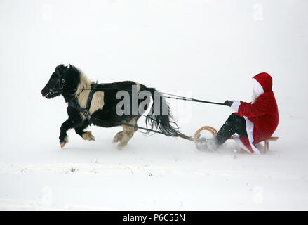 Oberoderwitz, le père Noël fait une promenade en traîneau avec son poney Shetland Banque D'Images