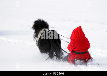 Oberoderwitz, le père Noël fait une promenade en traîneau avec son poney Shetland Banque D'Images