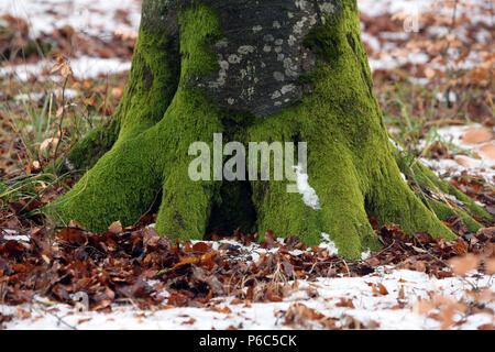 Nouveau Kaetwin, Allemagne - les racines des arbres couverts de mousse Banque D'Images