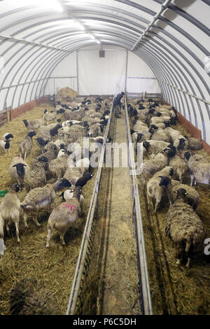 Nouveau Kaetwin, Allemagne - mouton Dorper en hiver dans une tente stable Banque D'Images