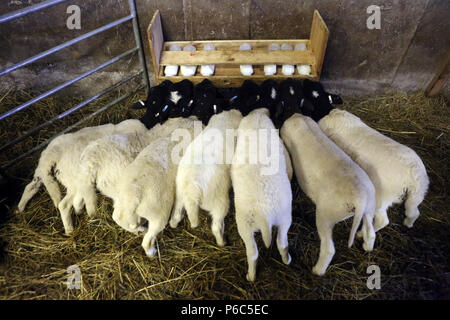 Nouveau Kaetwin, Allemagne - Les jeunes moutons Dorper boire du lait à partir de bouteilles dans la grange Banque D'Images