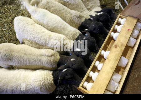 Nouveau Kaetwin, Allemagne - Les jeunes moutons Dorper boire du lait à partir de bouteilles dans la grange Banque D'Images