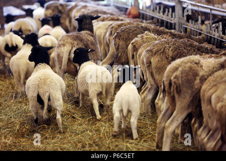 Nouveau Kaetwin, Allemagne - les jeunes moutons Dorper dans un parc Banque D'Images