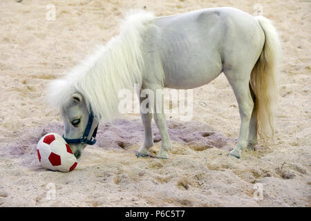 Doha, mini-poney Shetland joue avec un foot Banque D'Images