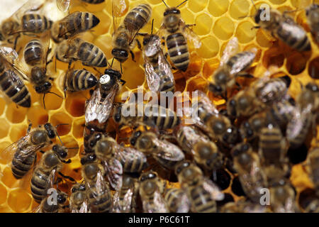 Berlin, Allemagne - Queen Bee blanc avec marque de patinage et de travail sur un nid d'abeilles Banque D'Images