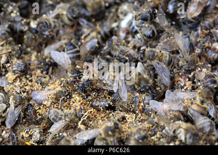 Berlin, Allemagne - les abeilles mortes après un dur hiver Banque D'Images
