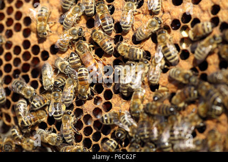 Berlin, Allemagne - la reine des abeilles et les abeilles travaillent sur un nid Banque D'Images