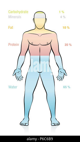 L'eau, matières grasses, protéines, minéraux, glucides et p. 100 de l'information de masse. Composition des principales molécules qui composent un homme de poids normal. Banque D'Images